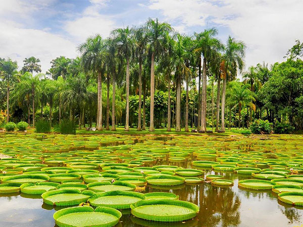 西雙版納熱帶植物園