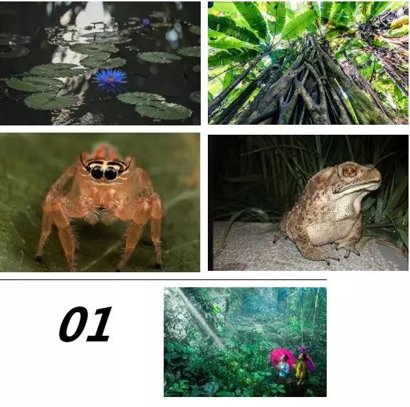 西雙版納研學(xué)旅行夏令營