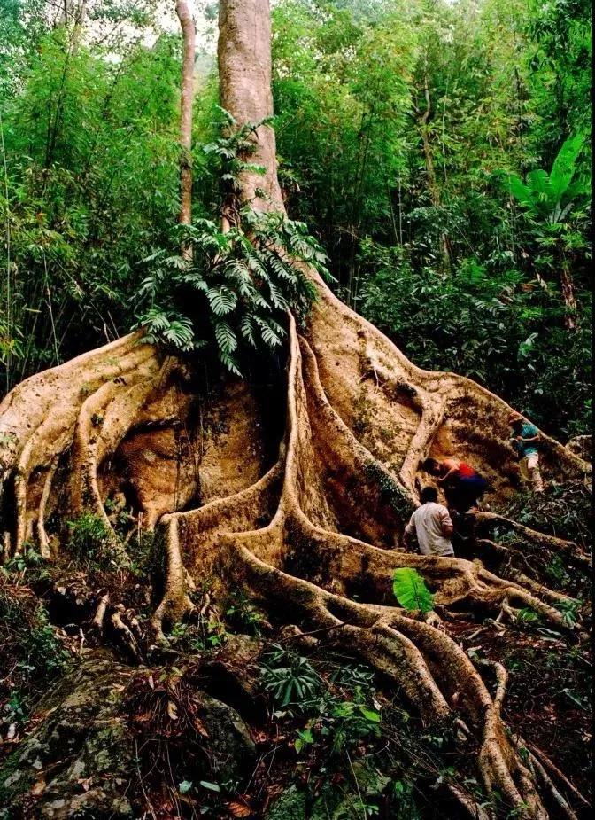 西雙版納研學(xué)旅行夏令營