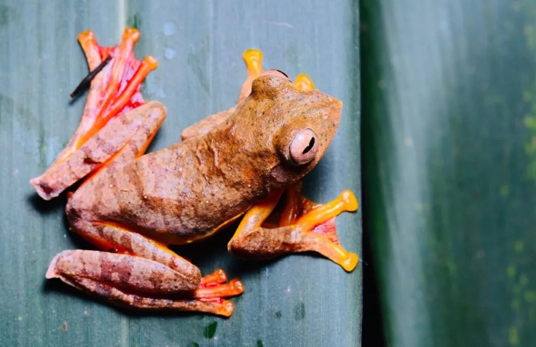 西雙版納研學(xué)旅行夏令營