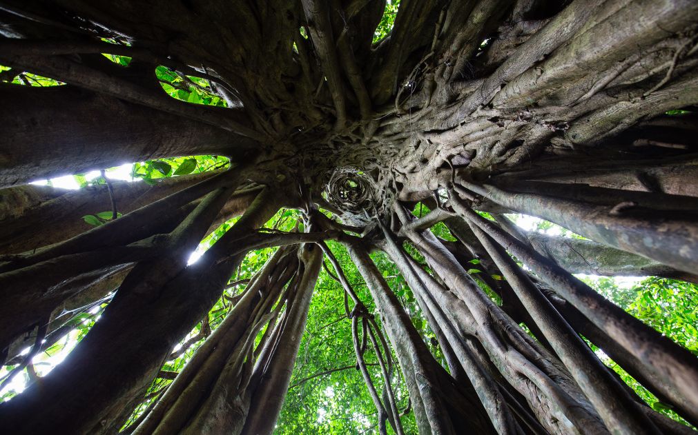 西雙版納夏令營