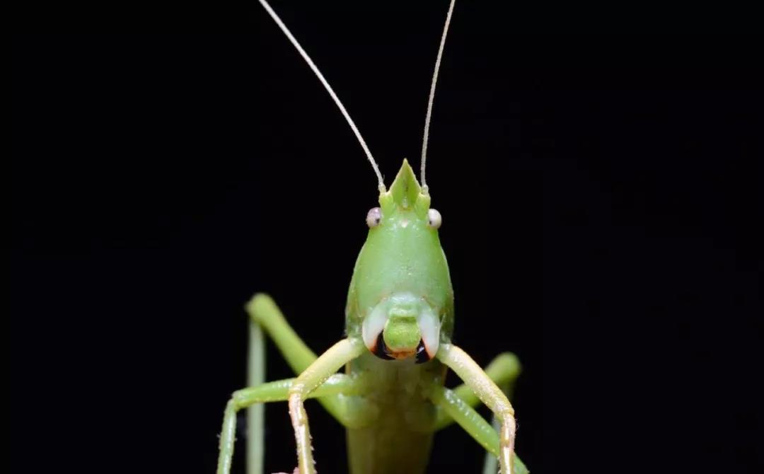 西雙版納研學(xué)營