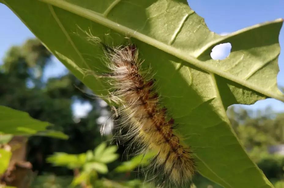 西雙版納研學(xué)旅行社