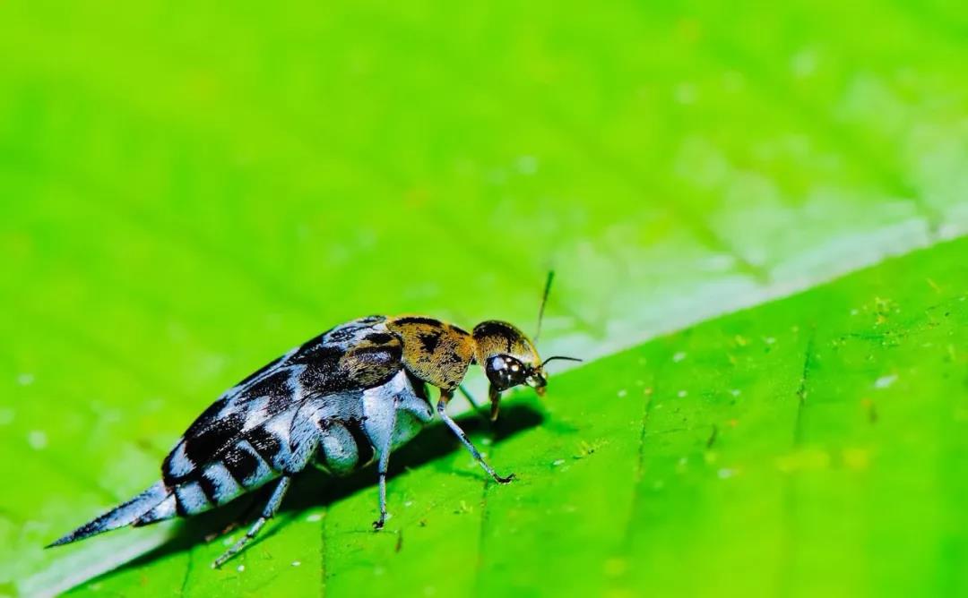 西雙版納研學(xué)旅行社