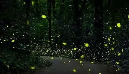 西雙版納研學(xué)旅行社