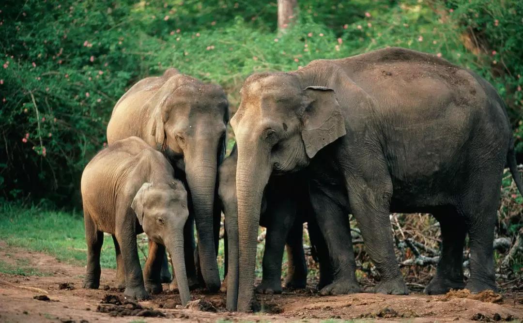 西雙版納夏令營