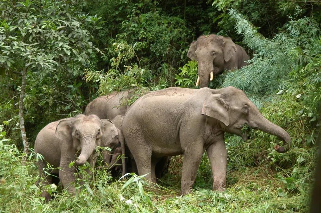 西雙版納研學(xué)夏令營