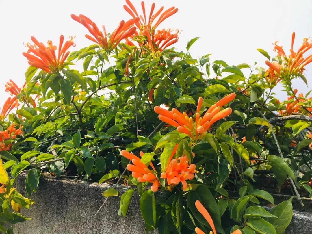 西雙版納研學夏令營