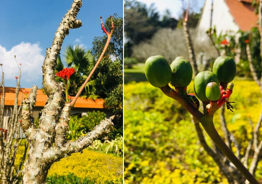 西雙版納研學夏令營