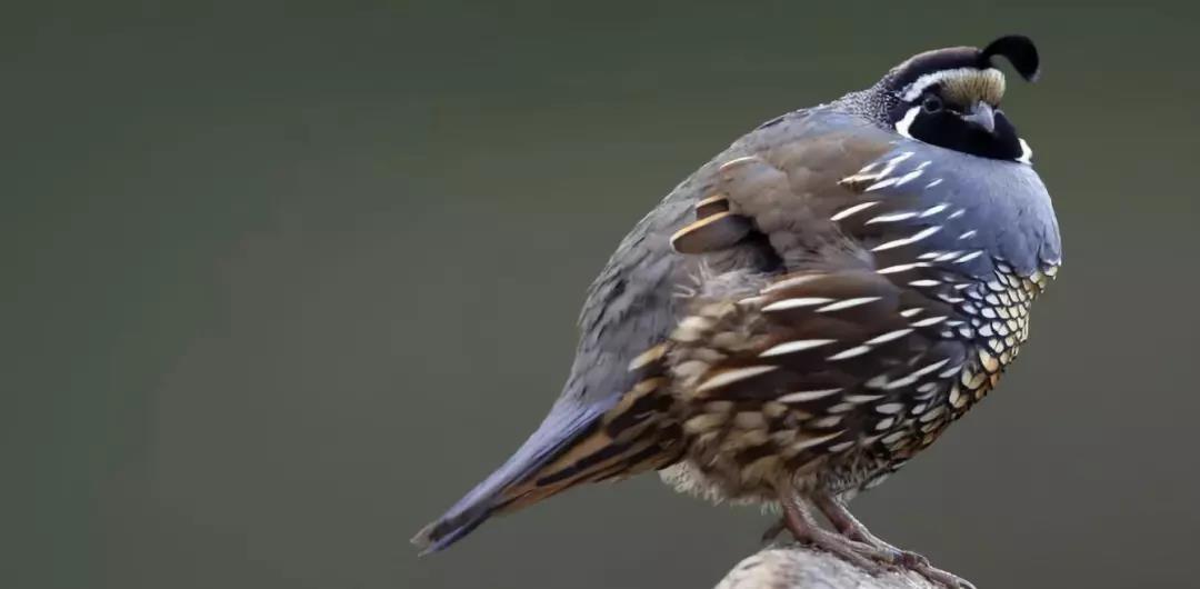 西雙版納研學(xué)夏令營