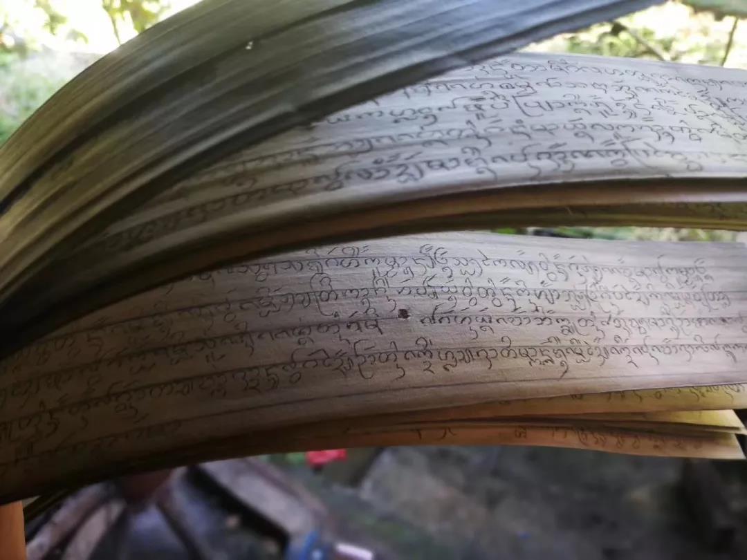 西雙版納研學(xué)夏令營