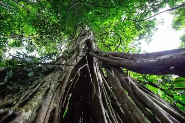 西雙版納 西雙版納