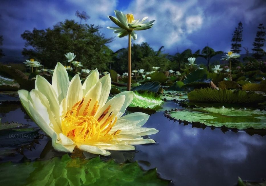 西雙版納會(huì)議旅游公司