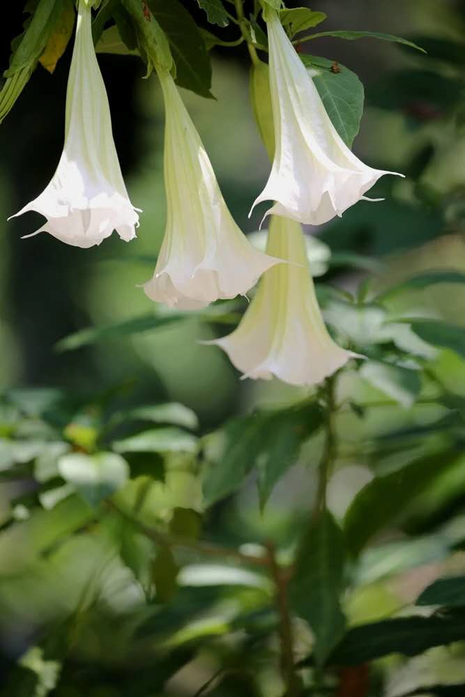 西雙版納 西雙版納