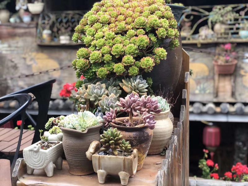 西雙版納 西雙版納