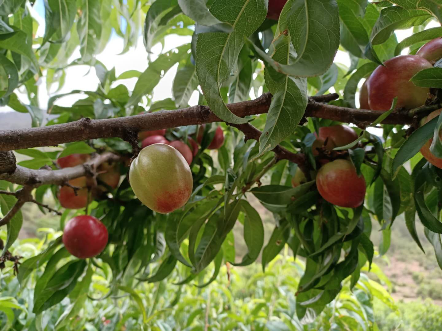 西雙版納 西雙版納