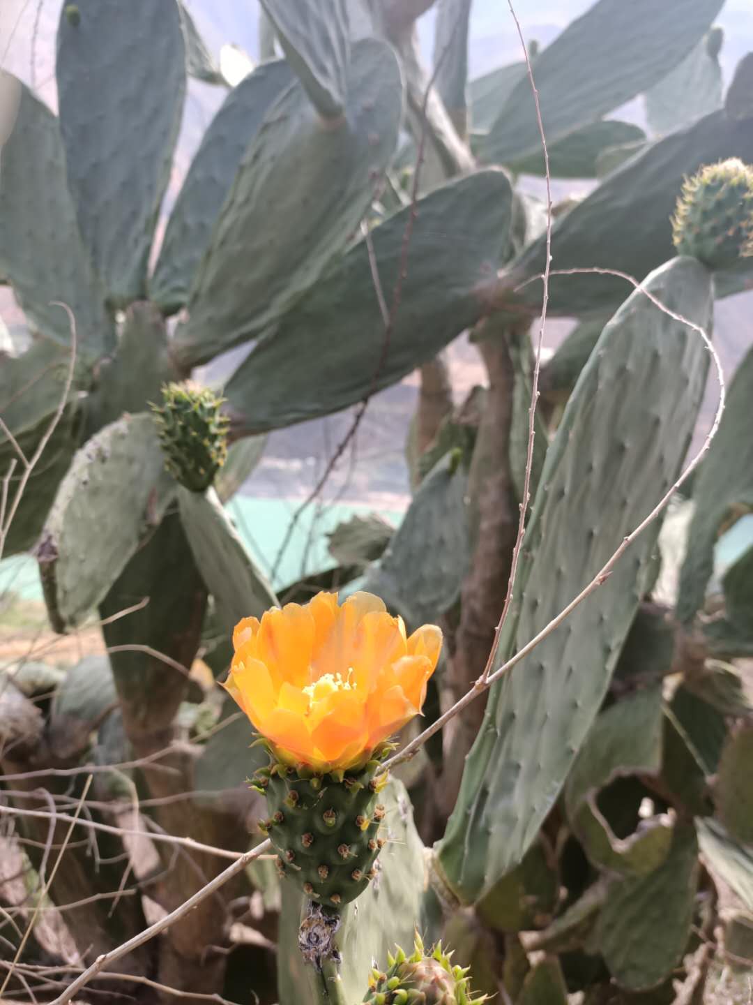 西雙版納 西雙版納