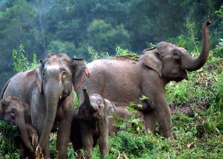 西雙版納 西雙版納