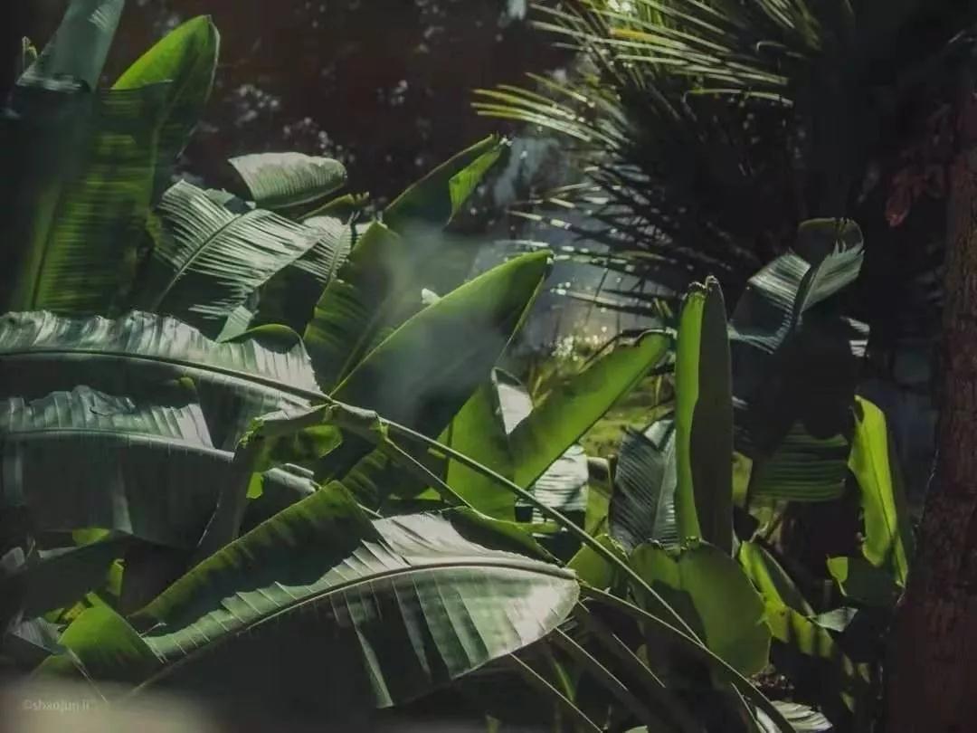 西雙版納 西雙版納