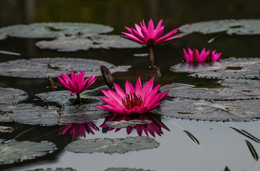 西雙版納 西雙版納