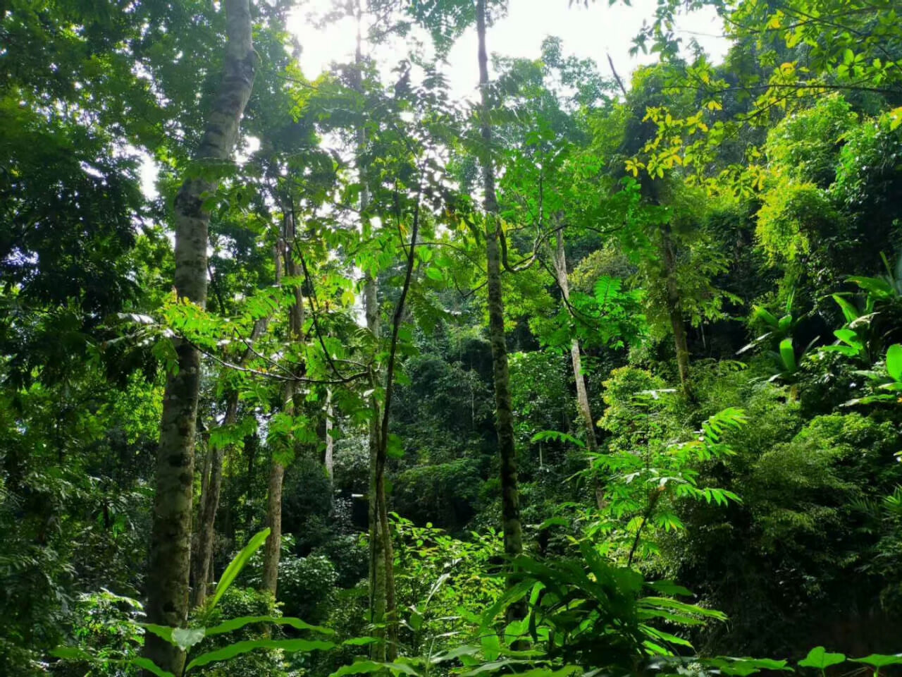 西雙版納熱帶雨林徒步穿越拓展團建