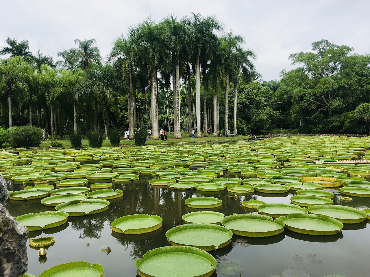 西雙版納會議案例