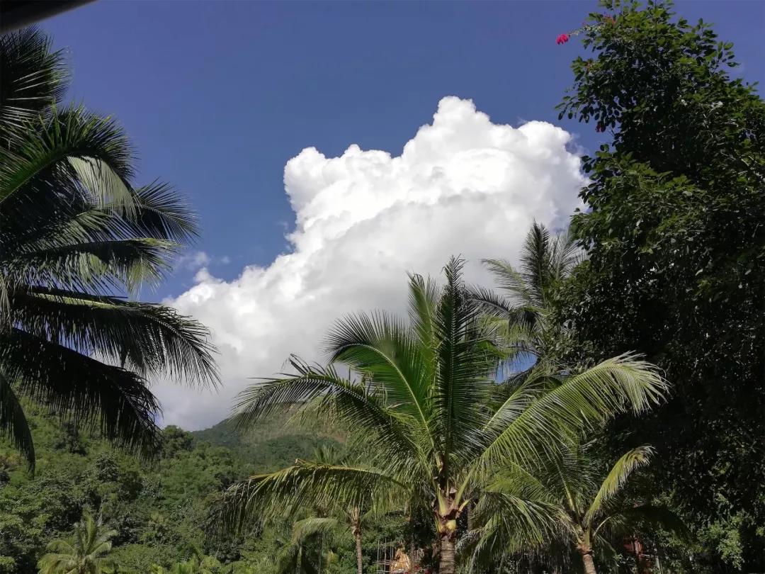 這個寒冬，在西雙版納，邂逅一整個森林的浪漫