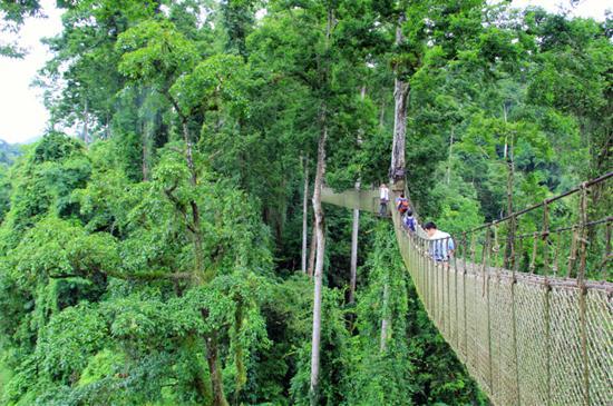 西雙版納望天樹景區(qū)旅游攻略