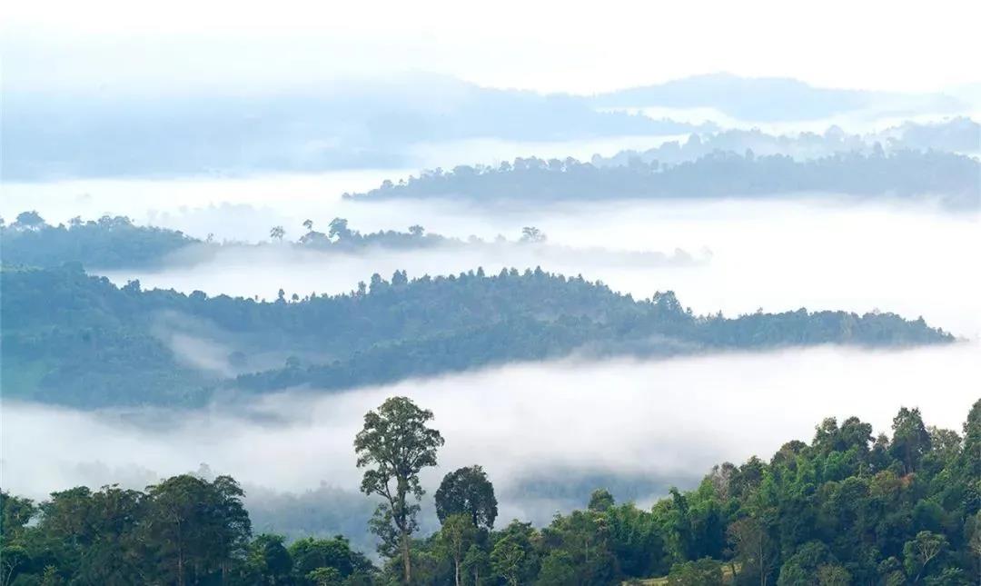 西雙版納鄉(xiāng)村1日游：賀開古茶園，傣族造紙第一村，休閑度假好去處