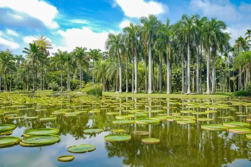 跨省游開放，神奇美麗的西雙版納等你來！