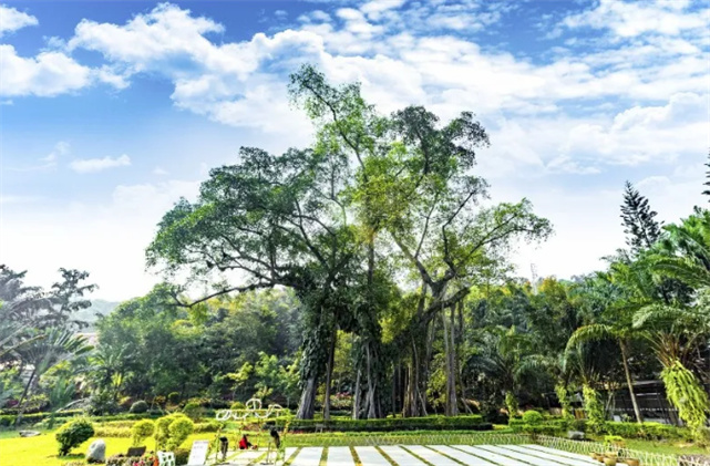 版納神奇的暖冬之地