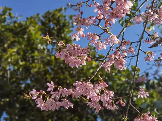 西雙版納傳媒公司：勐海櫻花開了，太美了！