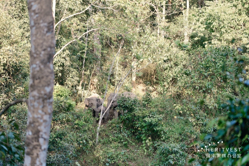 野象谷現(xiàn)場(chǎng)