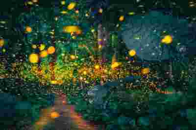 暑期樂游西雙版納 | 趣味研學(xué)、寓教于樂，赴一場雨林秘境研學(xué)之旅