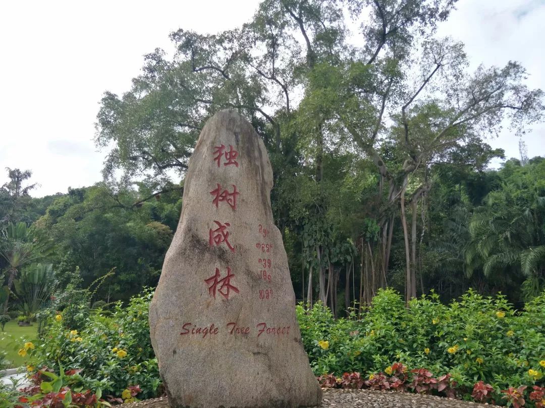 獨(dú)樹(shù)成林：一場(chǎng)穿越傣族文化的深度沉浸之旅