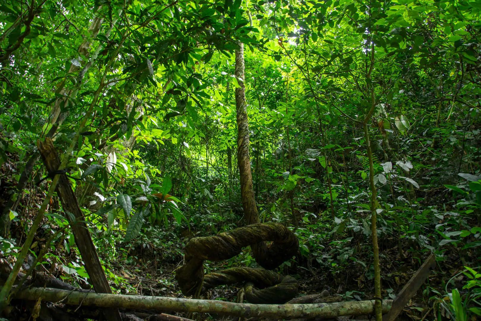 西雙版納綠野秘境：探秘自然奇觀，邂逅傣族風(fēng)情